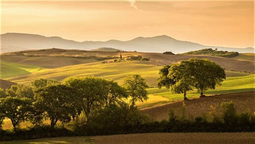 Tuscany hills and olive trees